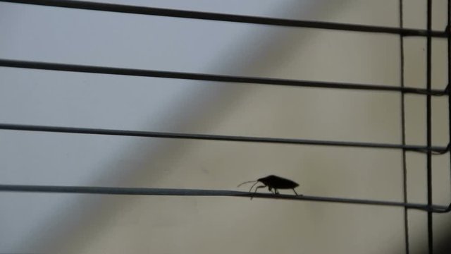 stink bug walking on window blind (pentatomoidea species)