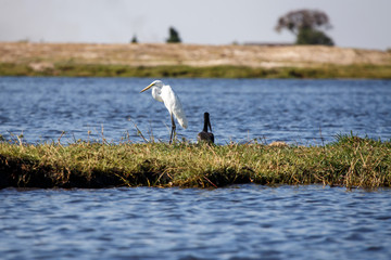 Great Egret - Chobe River, Botswana, Africa