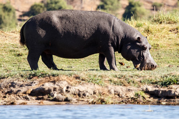 Hippo - Chobe River, Botswana, Africa