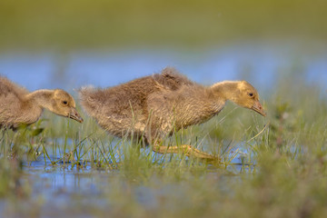 Greylag goose chick running through water