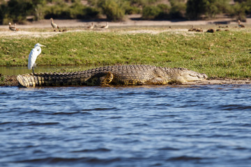 Croc - Chobe River, Botswana, Africa