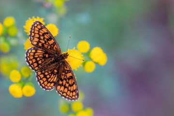 Heath Fritillary Butterfly on Yellow Flowers with Green and Purple Background