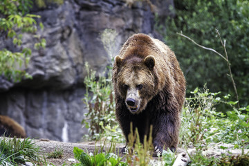 Plakat Grizzly Bear