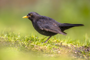 Male Blackbird foraging in backyard