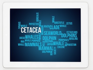 Cetacea