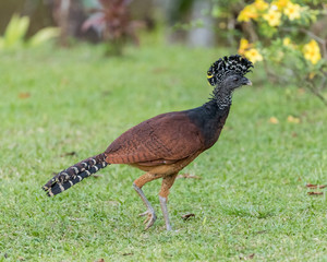 Great Curassow