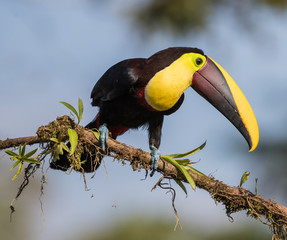 Chestnut-mandibled Toucan