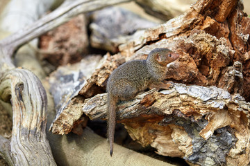Dwarf Mongoose. Pygmy Mongoose