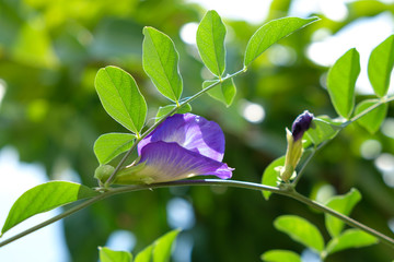 Pea flower