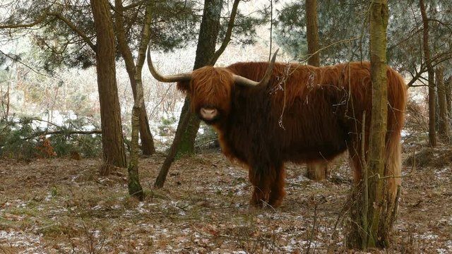 Highland cattle in winter landscape at National Park, slow motion