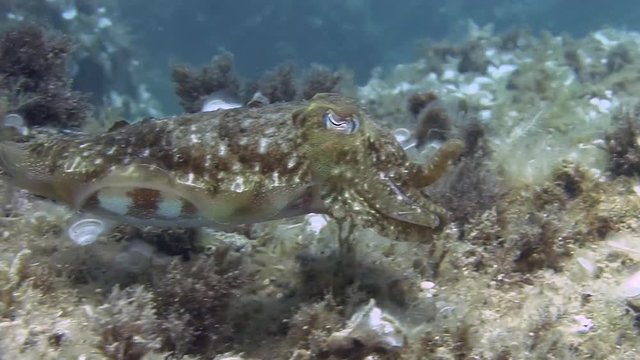 Costa Brava, diving the Mediterranean sea, Cuttlefish, Spain