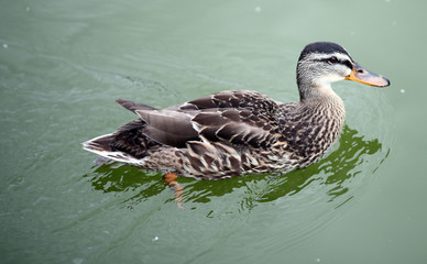 Duck in the water