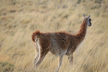 guanaco