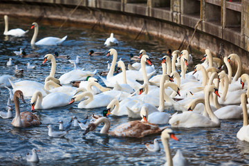 White Swans. swans on a lake. Group of swans