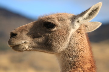 Obraz premium guanaco