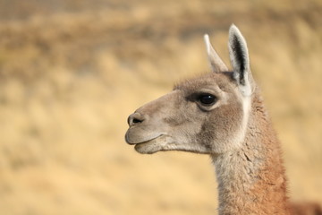 guanaco