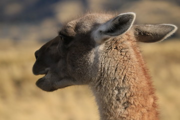 Fototapeta premium guanaco