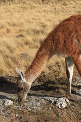 guanaco