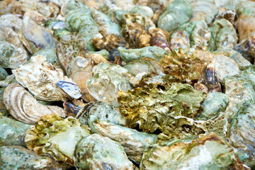 Oysters background. Fresh oysters. seafood