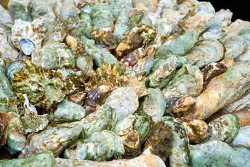 Fototapeta na wymiar Oysters background. Fresh oysters. seafood
