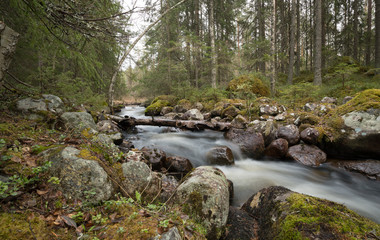 Naklejka premium Natural river in sweden running through a mixed forest