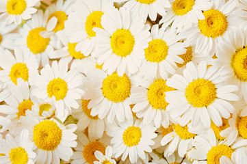 Obraz premium Lovely blossom daisy flowers