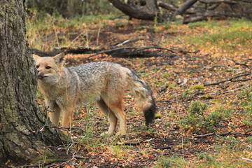 Naklejka na ściany i meble patagonia fox