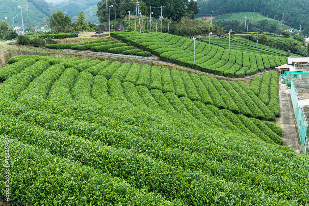 Poster Fresh green tea field