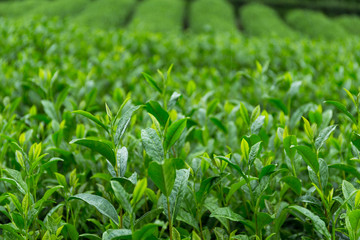 Tea garden