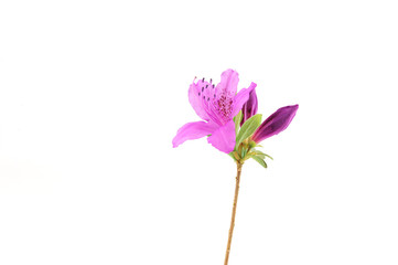 blooming purple rhododendron isolated on white background