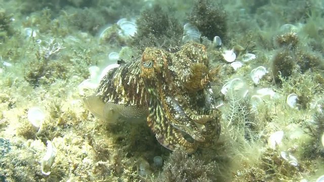 Costa Brava, diving the Mediterranean sea, Cuttlefish, Spain