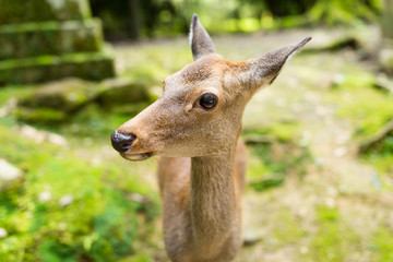 Japanese temple and deer