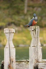 martin pescador grande