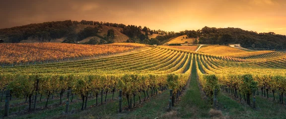Tuinposter Wijngaard Gouden zonsondergang wijnstokken