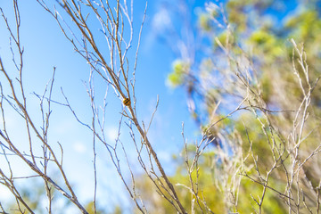 Ladybeetle in the sunlight  