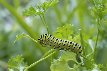Caterpillar Getting Ready to Transform into a Swallowtail Butterfly