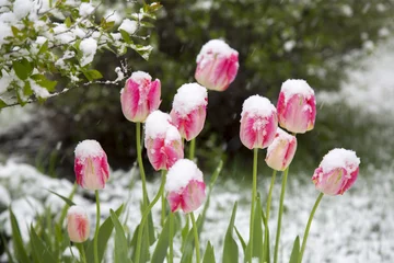 Crédence de cuisine en verre imprimé Tulipe tulips in the snow