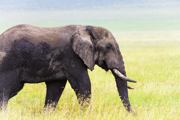 Naklejka na ściany i meble A big old bull throphy elephant in Serengeti National Park Tanzania Africa 