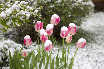 tulips in the snow