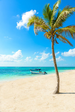 Fototapeta Plaża Akumal - rajska zatoka Plaża w Quintana Roo, Meksyk - wybrzeże Karaibów
