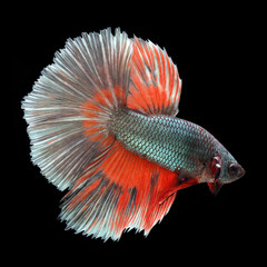 Halfmoon Betta on black background. Beautiful fish. Swimming flutter tail flutter.