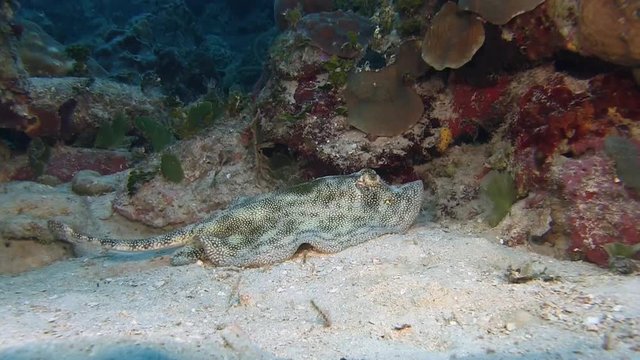 Stingray swimming across the reef in Caribbean sea