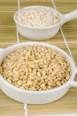 Rice