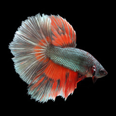 Halfmoon Betta on black background. Beautiful fish. Swimming flutter tail flutter.