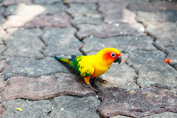 Colorful parrot.