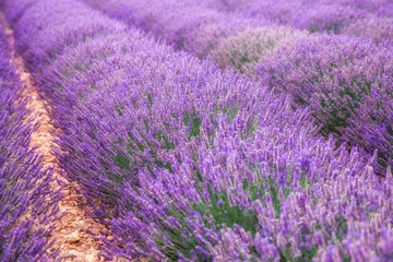 Plakat Bright and gentle lavender field in the summer Provence