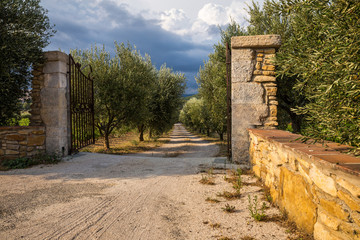 Old stone pillars with wrought iron gates and an olive grove with a dirt road