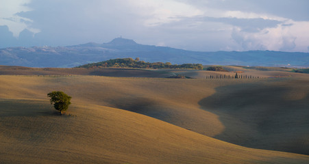 A green fluffy tree in the middle of velvet freshly plowed Tuscan hills with a forest and a mountain in the background