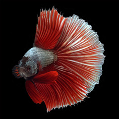 Halfmoon Betta on black background. Beautiful fish. Swimming flutter tail flutter.