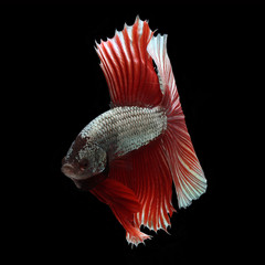 Halfmoon Betta on black background. Beautiful fish. Swimming flutter tail flutter.